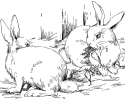 Два самца кролика