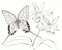 Нарцисс и бабочка