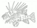Рыба- зебра : крылатка. Аквариумная рыбка